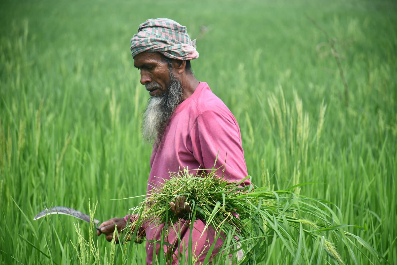 A rural Bangladeshi farmer working in the traditional supply chain