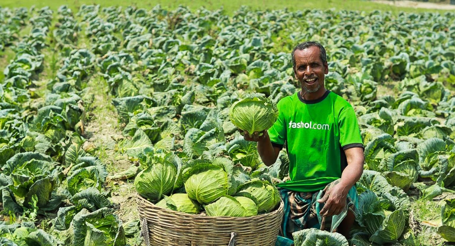 A registered farmer holding a cabbage in a Fashol.com branded shirt at harvest in the field.