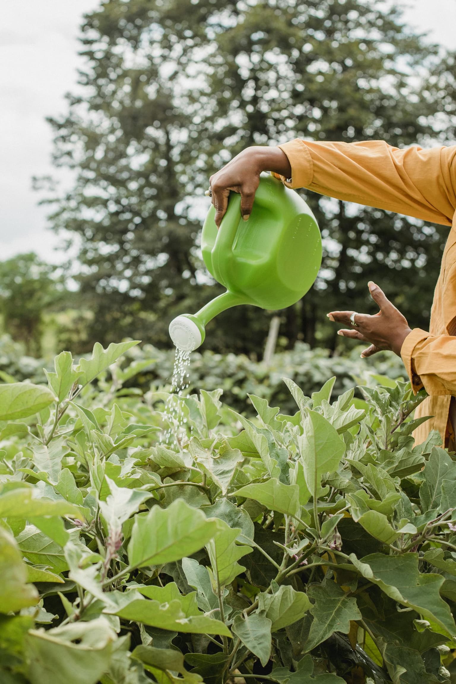 A farmer waters eggplant crops in a field at daylight.