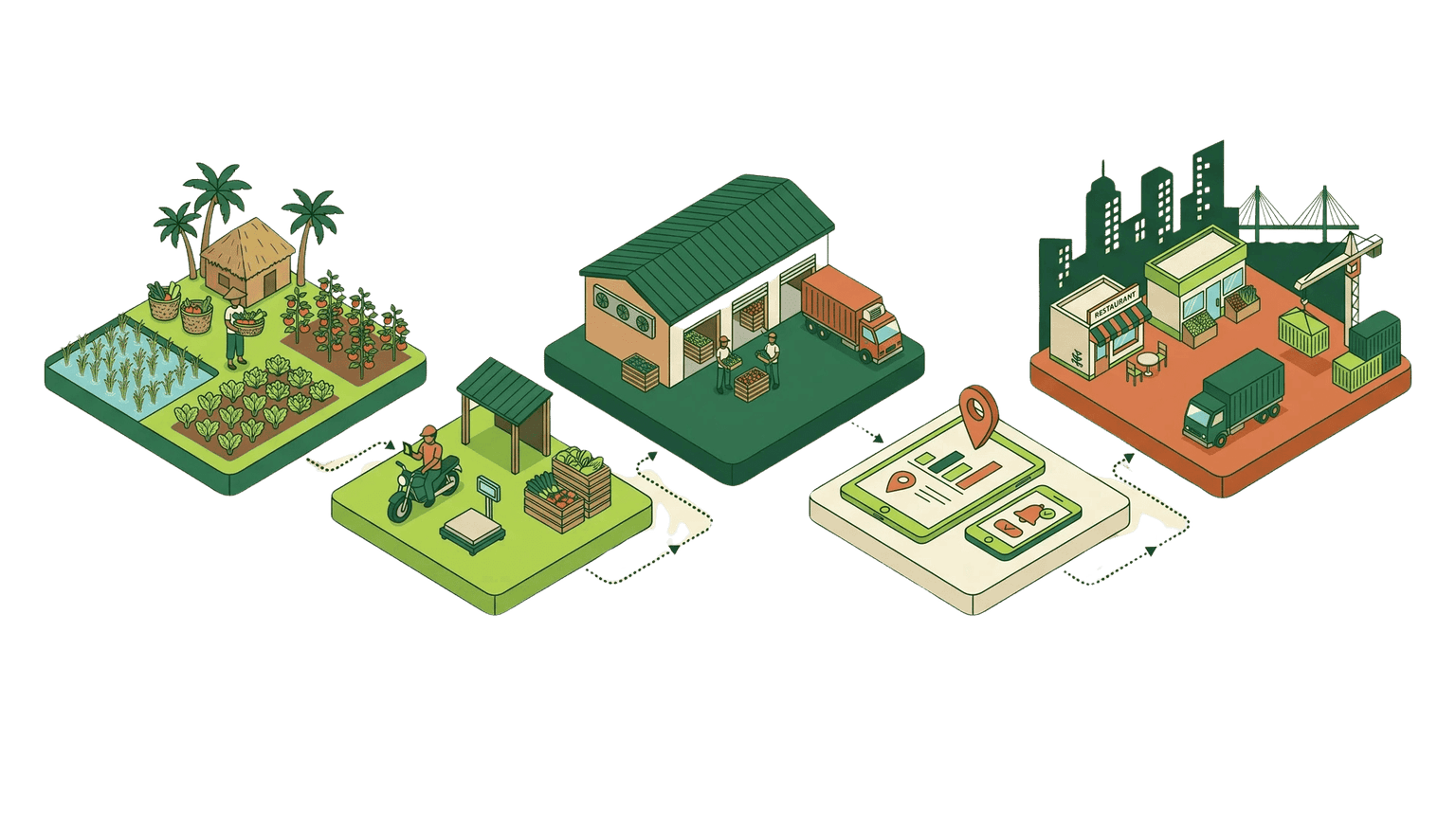 Fashol's five-node supply chain, from rural farm to urban buyer and export markets.
