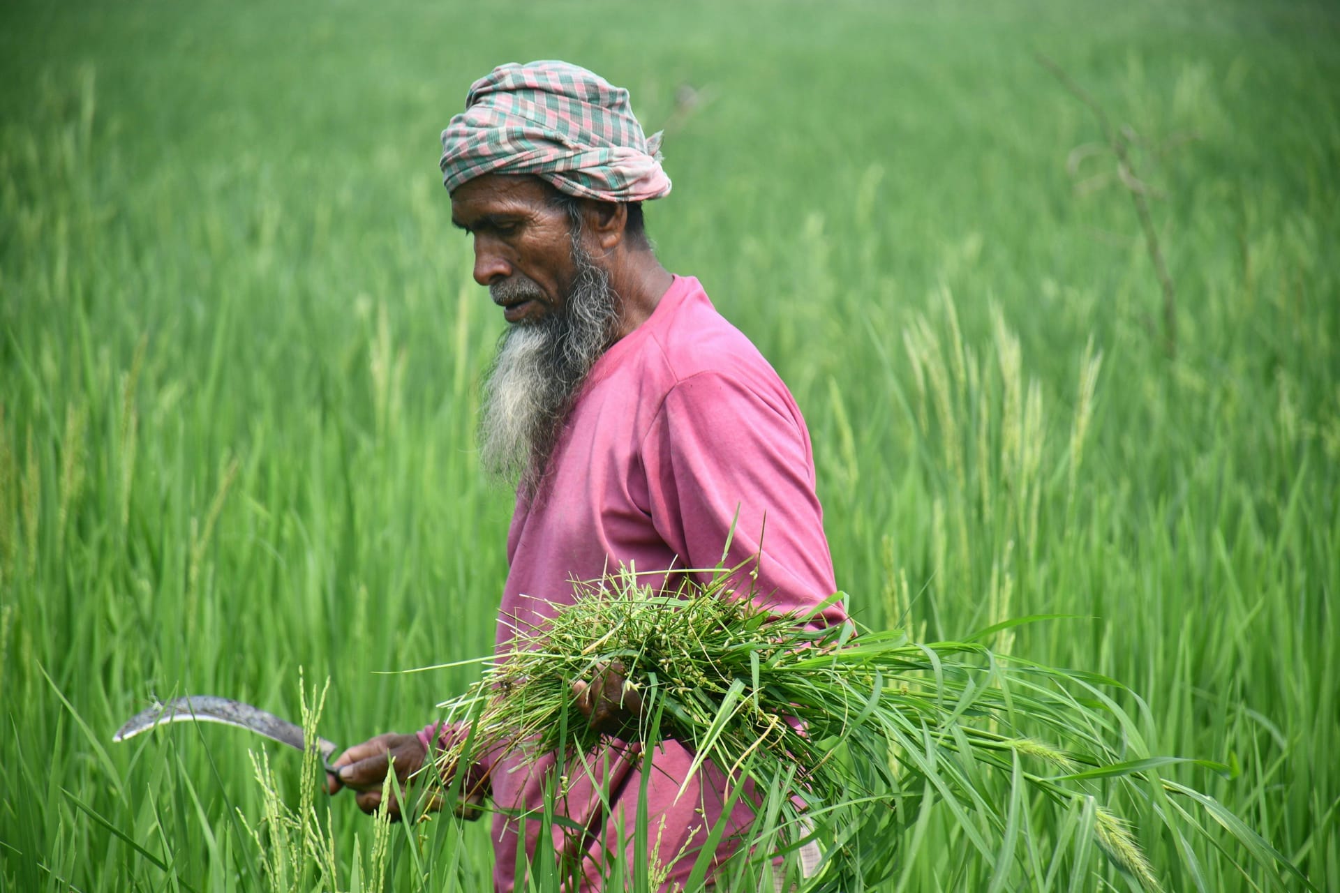 A rural Bangladeshi farmer working in the traditional supply chain