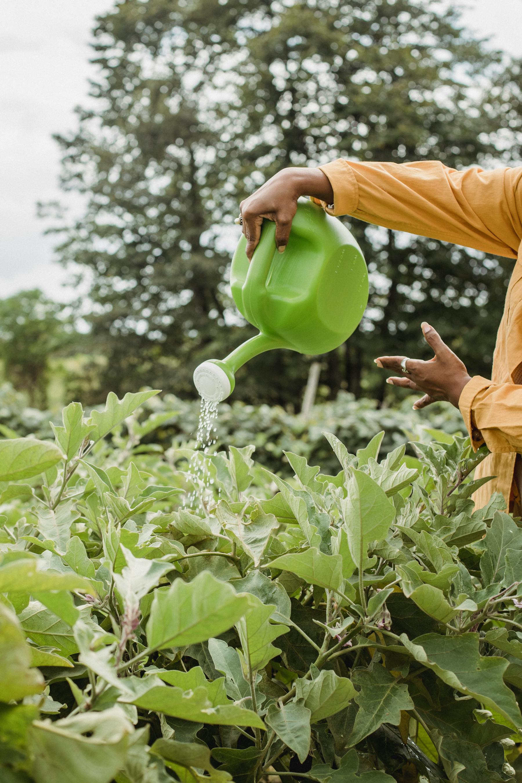 A farmer waters eggplant crops in a field at daylight.