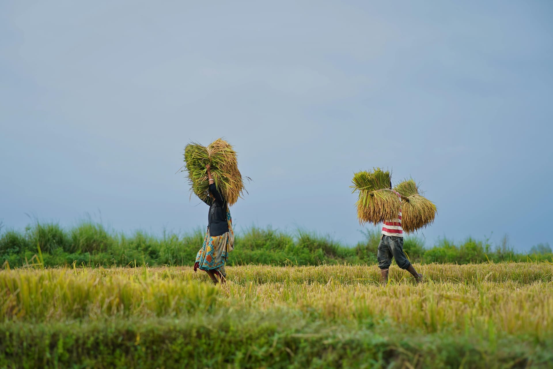 Bangladeshi farmers working in a rice paddy